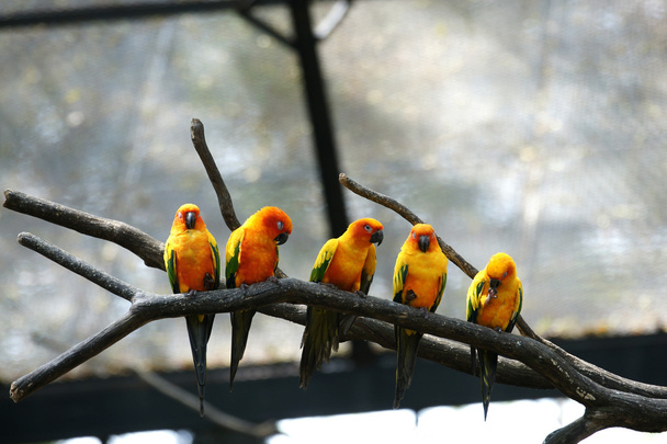 Some parrots (Aratinga solstitialis) - Photo, Image