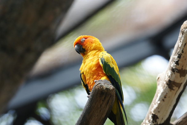 Parrot (Aratinga solstitialis) - Photo, Image