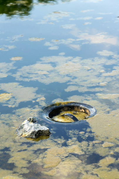 Skimmer filtrado de agua en el estanque de natación natural, piscina de purificación biológica
 - Foto, imagen
