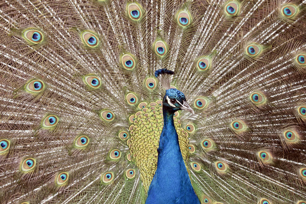 Peacock close-up - Foto, afbeelding