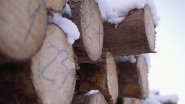 Árboles cortados cubiertos de montones de nieve con marcadores numéricos en el aserradero
 - Imágenes, Vídeo