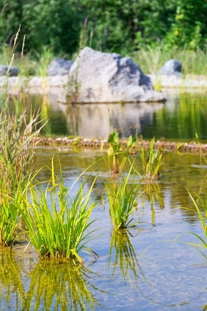 Plantas utilizadas na lagoa de natação natural para purificar a água
  - Foto, Imagem