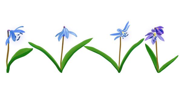 Fleur de printemps bleue Squill, scylla
 - Vecteur, image