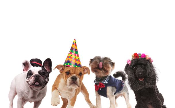 τέσσερα χαριτωμένα μικρά σκυλιά έτοιμη για ένα κόμμα  - Φωτογραφία, εικόνα
