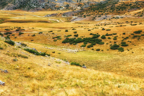 sheep in countryside Macedonia - 写真・画像