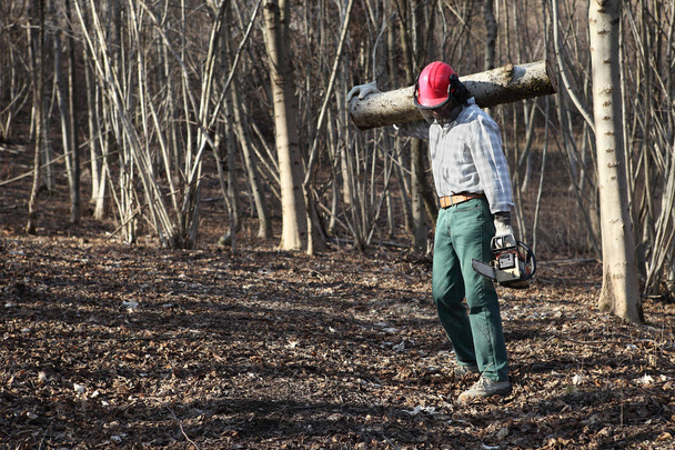 Madera de leñador con motosierra que lleva troncos de árbol grande en
 - Foto, Imagen