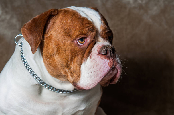 Kırmızı Amerikan Bulldog profil portre - Fotoğraf, Görsel