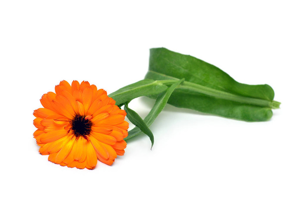 Kukka kehäkukka Officinalis kimppu lehdet eristetty valkoisella pohjalla. Marigoldsia, lääkekasveja. Kultaterälehdet
  - Valokuva, kuva