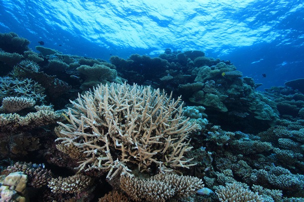 Coral reef - Photo, Image