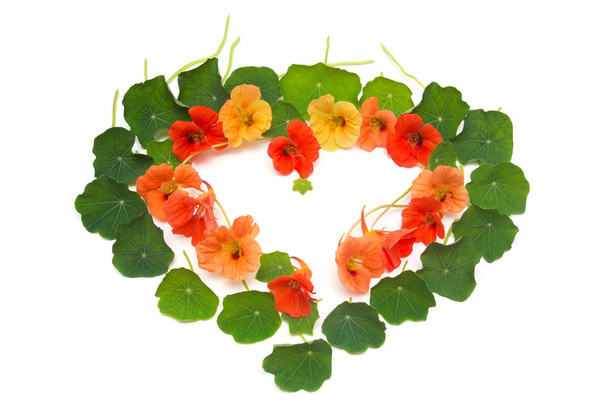 Beautiful romantic heart laid out from the nasturtium flowers and leaves isolated on white background. A gift to your beloved woman. Bouquet, Valentine's day, love. Flat lay, top view - Photo, Image