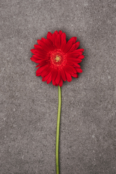 κλείνω πάνω θέα του όμορφο κόκκινο λουλούδι σε γκρι επιφάνεια - Φωτογραφία, εικόνα