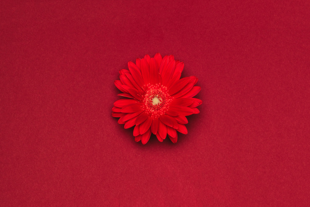 lähikuva kaunis punainen kukka eristetty punaisella
 - Valokuva, kuva