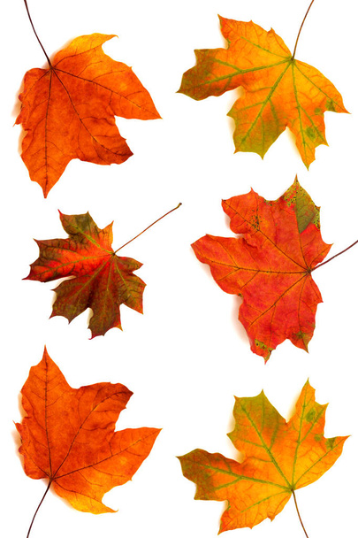 Collection of maple leaves isolated on white background - Фото, изображение