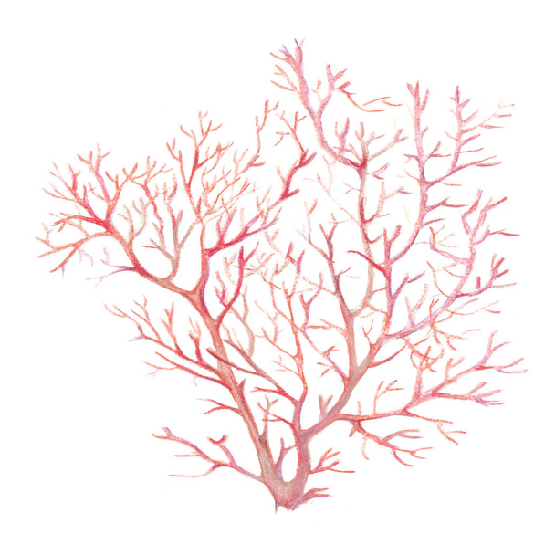Watercolor image of sea corals on a white background - Foto, immagini