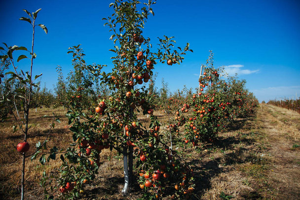 young garden in autumn. a large harvest of apples on the trees - Foto, imagen