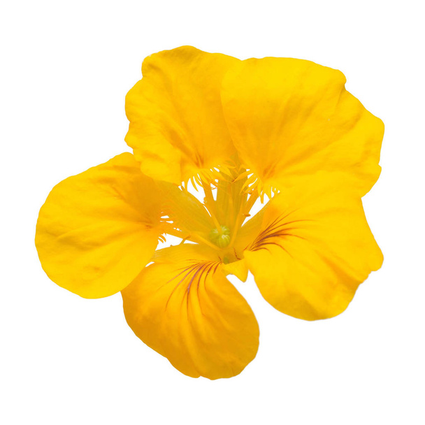 Yellow nasturtium flower macro curved shape isolated on white background. Flat lay, top view - Photo, Image