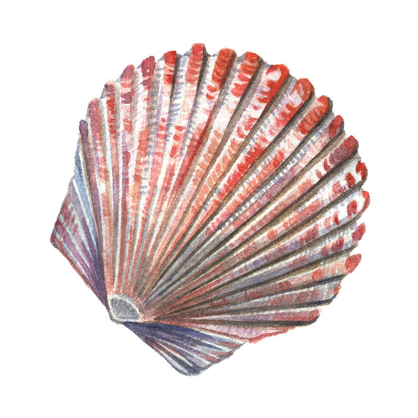 Sea shell painted watercolor. Illustrations of sea shells on a w - Photo, Image
