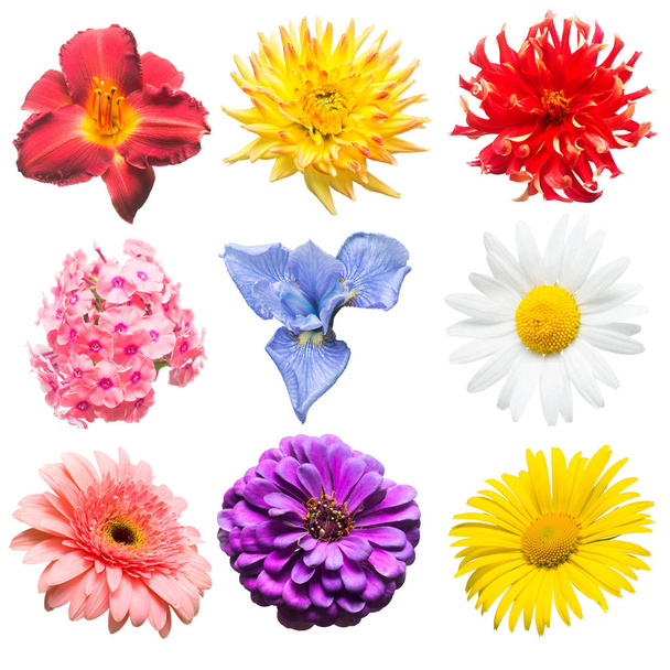 Bloemen collectie van geassorteerde phlox, gerbera, iris, kamille, dahlia, dag-lily, lily, zinnia geïsoleerd op een witte achtergrond. Plat lag, top uitzicht  - Foto, afbeelding