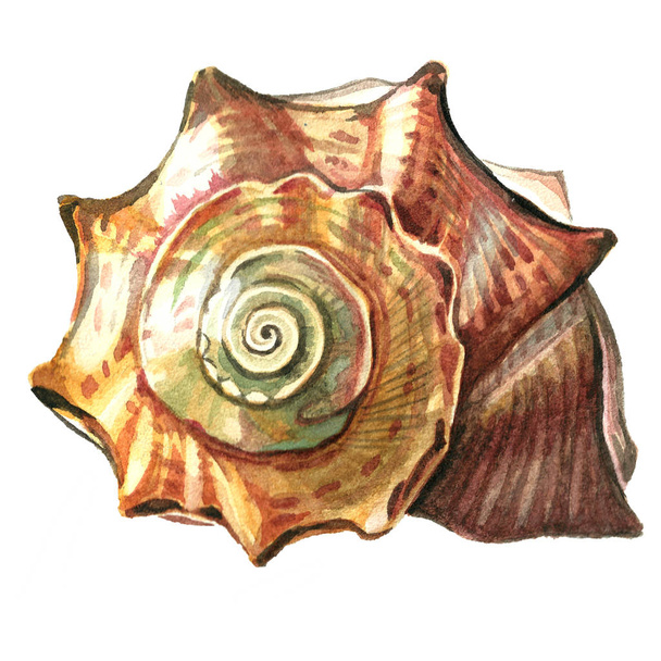 Sea shell painted watercolor. Illustrations of sea shells on a w - Zdjęcie, obraz