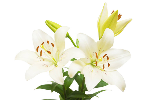Μπουκέτο με όμορφη λεπτή άσπρα κρίνα που απομονώνονται σε λευκό φόντο. Γάμος, νύμφη. Μοντέρνα δημιουργική σύνθεση λουλουδιών. Καλοκαίρι, άνοιξη. Επίπεδη lay, κορυφαία θέα. Αγάπη. Ημέρα του Αγίου Βαλεντίνου - Φωτογραφία, εικόνα