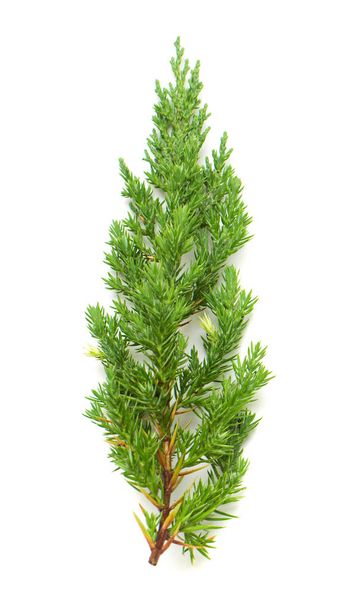 Ramo de Juniperus chinensis Stricta Variegata isolado sobre fundo branco. Árvores coníferas. Inverno. No Natal. Deitado plano, vista superior
 - Foto, Imagem