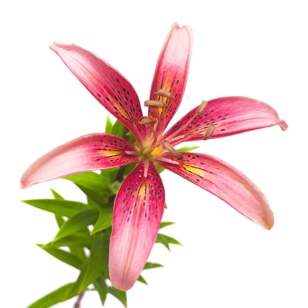Kaunis herkkä vaaleanpunainen lilja makro eristetty valkoisella taustalla. Häät, morsian. Muodikas luova kukka koostumus. Kesä, kevät. Litteä, ylhäältä päin. Rakkaudesta. Ystävänpäivä
 - Valokuva, kuva