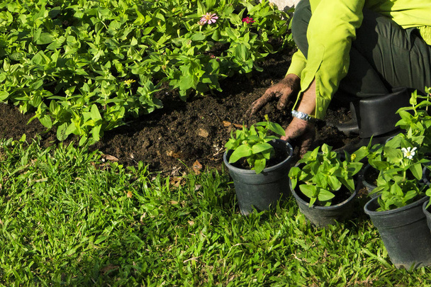 jardineiro em uma camisa verde trabalhando no jardim
 - Foto, Imagem