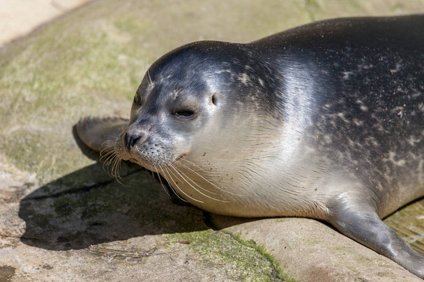 молодой тюлень лежит на камне под землей
 - Фото, изображение