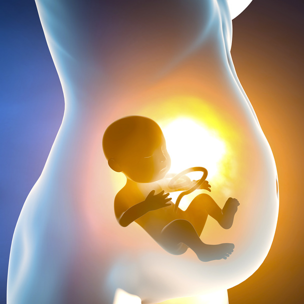 Mulher grávida e criança no útero. Secção da barriga e crescimento fetal
 - Foto, Imagem
