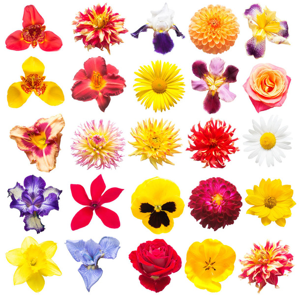 Bloemen collectie van geassorteerde rozen, margrieten, irissen, viooltjes, tigridia, narcis, tulp, lelies, gerbera, cyclamen geïsoleerd op een witte achtergrond. Plat lag, top uitzicht  - Foto, afbeelding