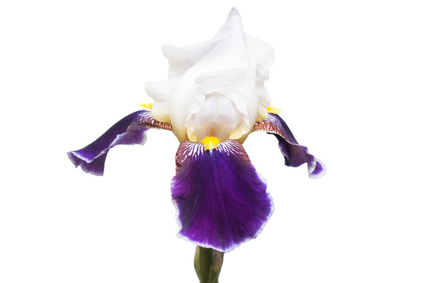 White-purple flower iris isolated on white background. Wedding card. Flat lay, top view. Love. Valentine's Day - Photo, Image