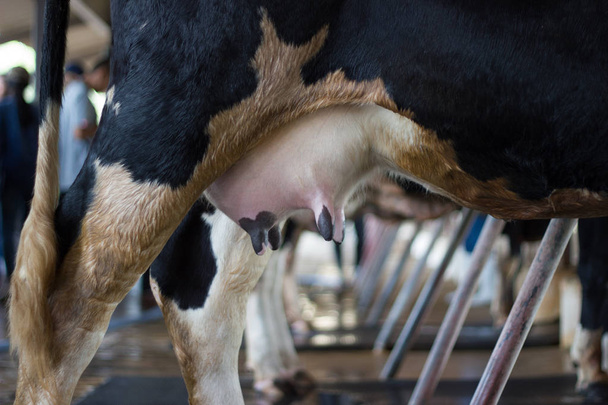 Крупный план - вымя молодой коровы женского пола - на ферме Таиланда   - Фото, изображение