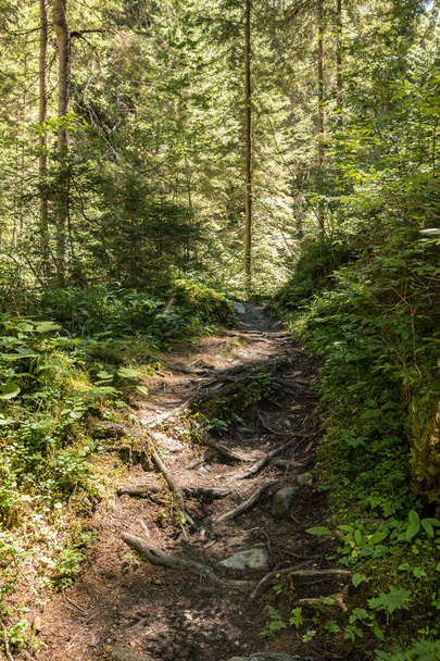 Einsamer Weg durch den grünen und vitalen Wald - Foto, Bild