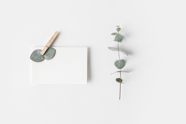 tendido plano con eucalipto y papel en blanco sobre la superficie blanca
 - Foto, Imagen