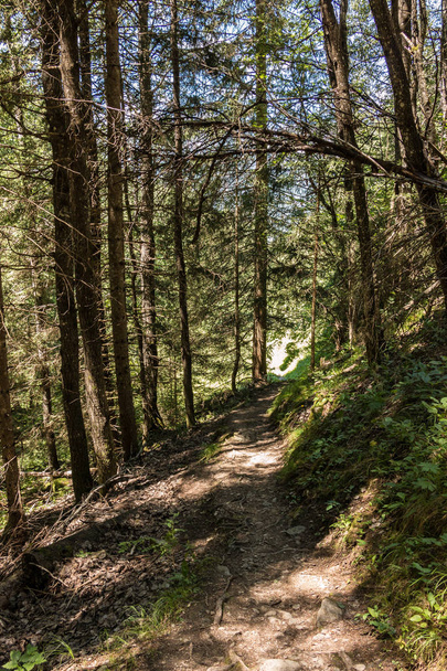 Sentiero solitario attraverso la foresta verde e vitale
 - Foto, immagini