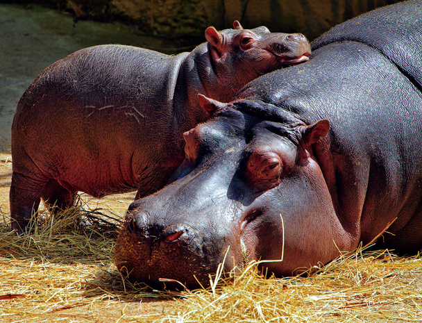 hipopotamy - Zdjęcie, obraz