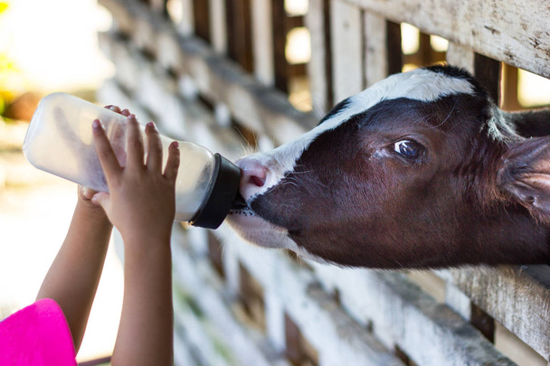 Portre - bebek inek süt biberon el ile üzerinde Tayland çocuk yetiştirme çiftliği. - Fotoğraf, Görsel