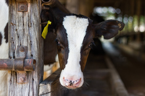 閉鎖肖像若い牛は、カメラと黄色のタグ付き耳に見えるでは屋台 - 写真・画像