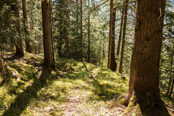 Lonely path through the green and vital forest - Φωτογραφία, εικόνα
