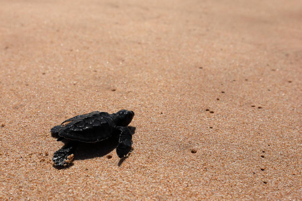 Baby turtle sea turtles on the beaches of Sri Lanka - Photo, Image