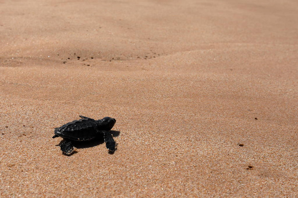 Baby turtle sea turtles on the beaches of Sri Lanka - Photo, Image