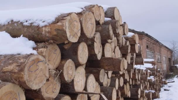 Вырубленные деревья, покрытые снегом, с числовыми маркерами на заводе по деревообработке
 - Кадры, видео