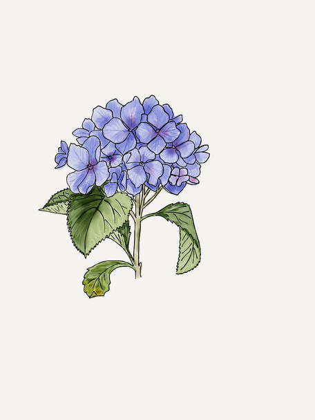 Hydrangea watercolor illustration. Blue summer flower isolated on a white background.Hand drawing.Sketch. - Fotoğraf, Görsel