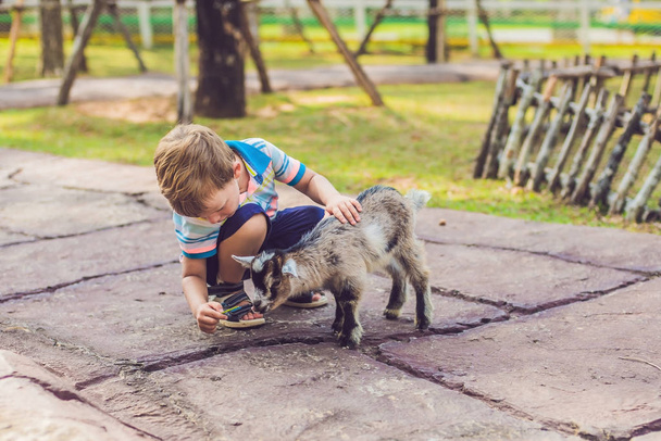 Small cute boy is feeding a small newborn goat at daytime - Photo, image