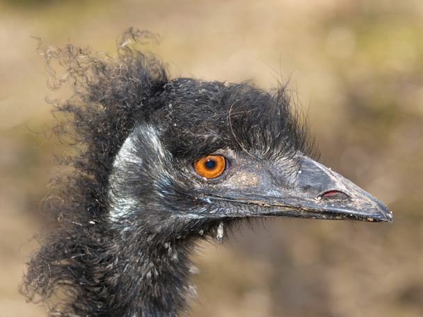 avestruz emu
 - Foto, Imagem