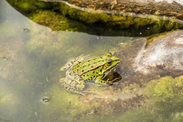 Rana verde en el agua llena de engendros
 - Foto, Imagen
