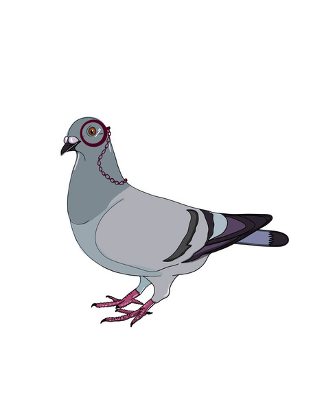 pigeon illustration drawing and white background - Φωτογραφία, εικόνα