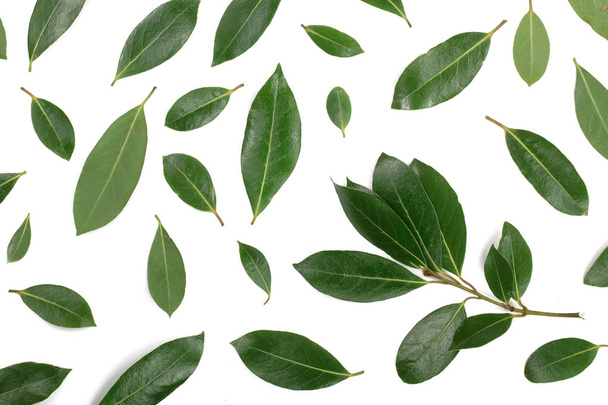 laurel isolated on white background. Fresh bay leaves. Top view. Flat lay pattern - Photo, Image