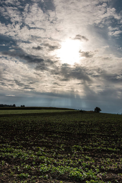 Velké zelené pole obilí a zamračená obloha - Fotografie, Obrázek