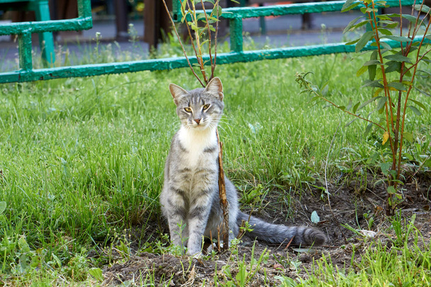 孤独な野生の猫、ロシア/モスクワ - 写真・画像
